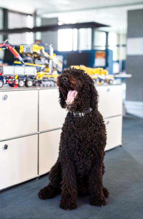 savvytec Bürohund und Feelgood Manager Ole ist mit jeder Pfote zur Stelle.